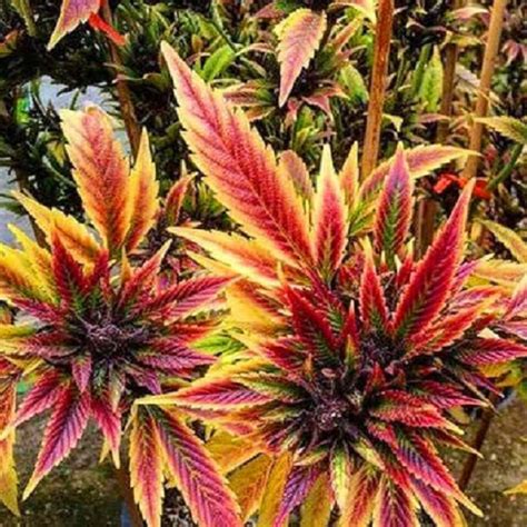 Fertilize Your Cannabis Plants For Maximum Buds Zenpype