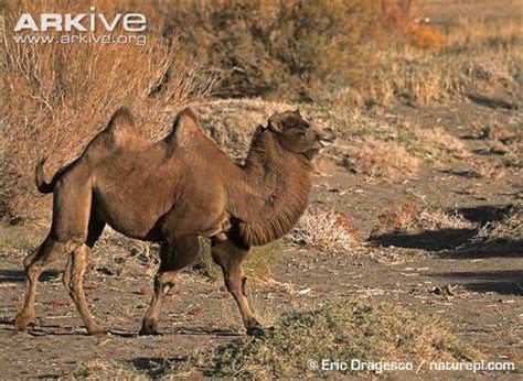 arkiveorg wild camel    worlds favourite species