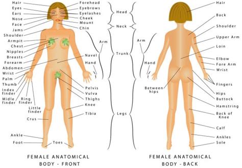 female body front — stock vector © anutuno 80244854