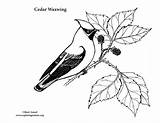 Waxwing Cedar Coloring Sponsors Wonderful Support Please sketch template