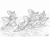 Peces Cardumen Volants Poissons Voladores Peixes Cardume Sardina Voadores Fishes sketch template