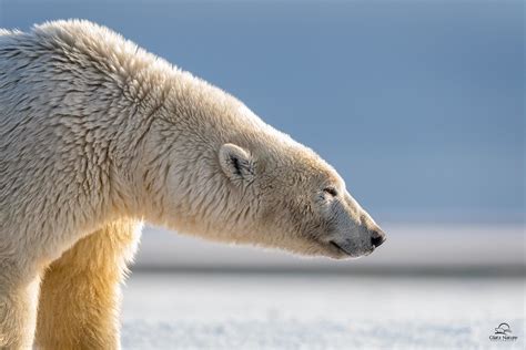 polar bear profile huge male polar bear ursus maritimus