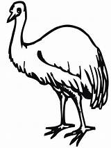 Emu Kolorowanki Kolorowanka Strusie Dzieci Dla Ptak Svg Birds Kategorii sketch template