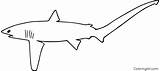 Shark Thresher Coloringall sketch template