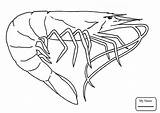 Shrimp Coloring Pages Drawing Krill Northern Crustacean Book Mantis Printable Drawings Prawns Template Boat Print Barnacles Gooseneck Shrimps Louisiana Sketch sketch template