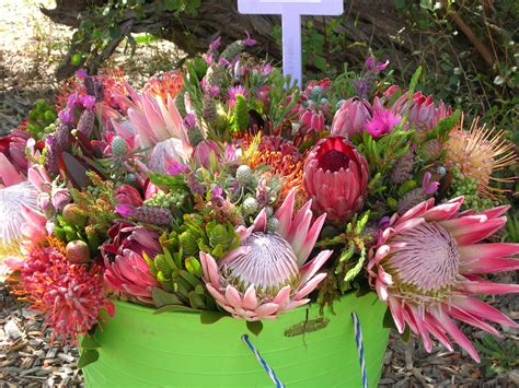 indigenous south african flowers south african flowers travel outdoors wedding