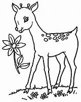 Deer Coloring Pages Baby Printable Popular Kids sketch template