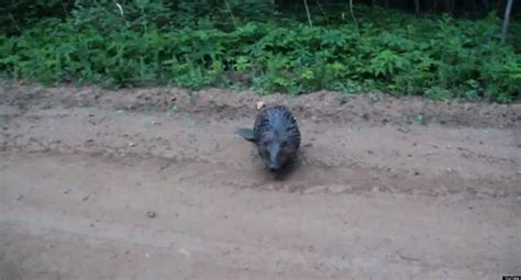 angry beaver attacks russian man video huffpost