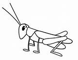 Grasshopper Coloring Locust Drawing Clipart Pages Kids Colouring Clip Line Tiny Color Cliparts Grasshoppers Drawings Monsters Clipartpanda Clipartbest Getdrawings Use sketch template