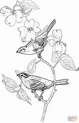 Sparrow Sparrows Supercoloring Gorriones sketch template