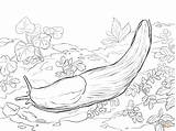 Slug Coloring Banana Pages Sea Printable Drawing sketch template