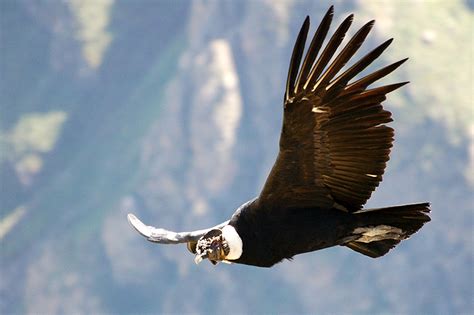 el condor andino especie en peligro de extincion funiber blogs funiber