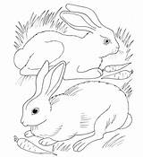 Rabbits Carrot Coelhos Carottes Coloriage Lapin Lapina Mangent Colorir Comendo Cenouras Imprimer Coelho Conigli Bunnies Imprimir sketch template