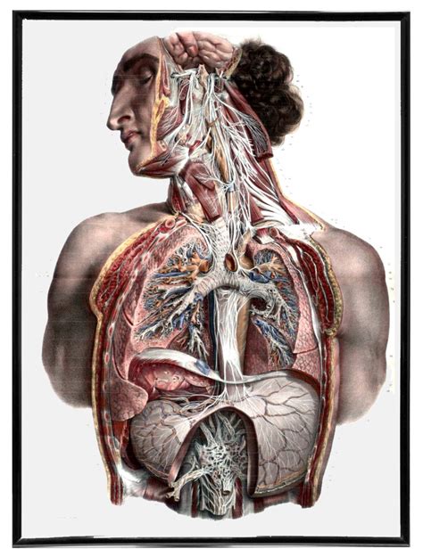 human anatomy art rockpele