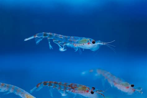 thrill   krill giant super organisms captured   csiroscope
