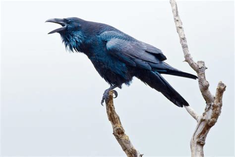 ravens  pinterest  raven crows  tower  london