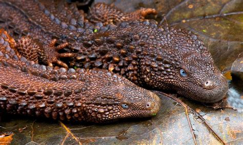 borneo earless monitors resemble real life dragons interestingasfuck