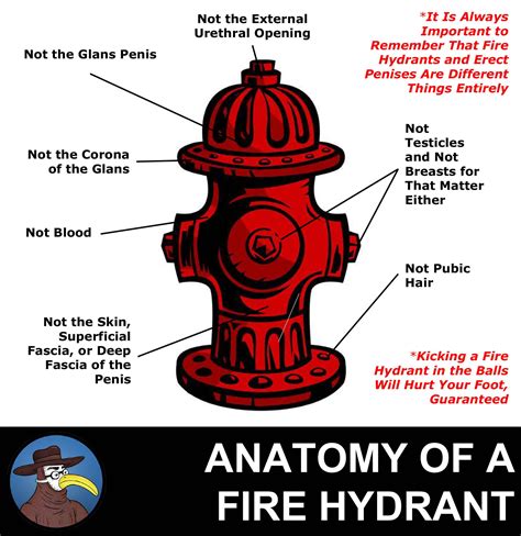 fire hydrant anatomy