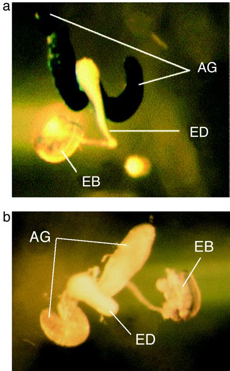 the sex peptide of drosophila melanogaster female post mating
