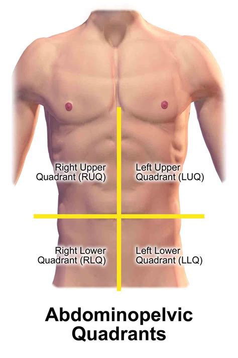 picture  abdominal quadrants medicinebtgcom