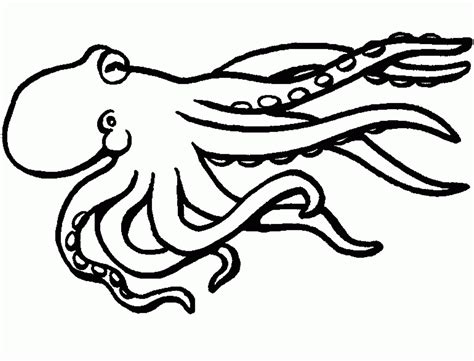 octopus outline drawing  getdrawings