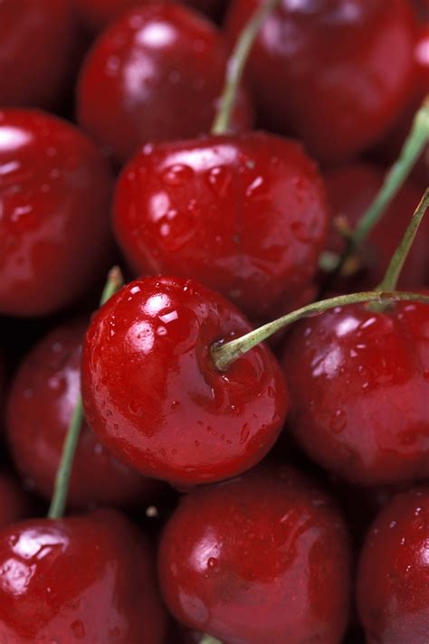 filebing cherries usda arsjpg wikipedia   encyclopedia