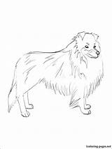 Sheepdog Designlooter Shetland sketch template