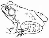 Bullfrog Coloring Pages Male Frog Print Frogs Printable Sheet Getcolorings Tocolor Choose Board Color Button Through sketch template