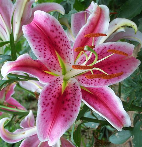 2 large flowering stargazer lily bulbs pink oriental