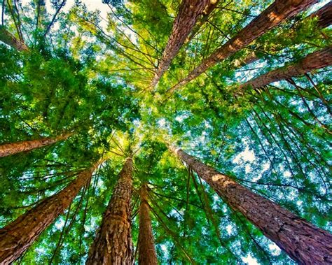 Trees Of Mystery Coastal Redwoods