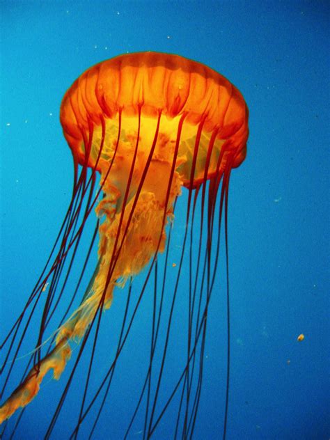 types  jellyfish  perfect pictures jellyfish animal