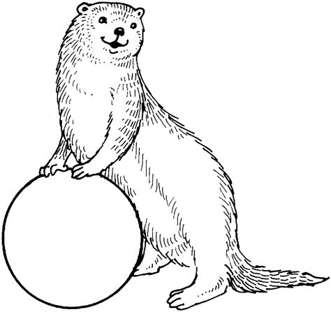 otter coloring pages