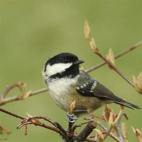 coal tit sheffield and rotherham wildlife trust