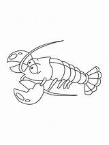 Crayfish sketch template