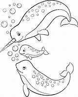 Narwhal Coloring Pages Monitor Getcolorings Print Getdrawings sketch template
