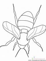 Abeja Insecte Insekten Bumblebee Ape Insectos Insetti Kolorowanki Colorier Robaki Abelha Owady Abella Insetto Aveja Insecto Colorea Buzz2000 Biene Dibuix sketch template