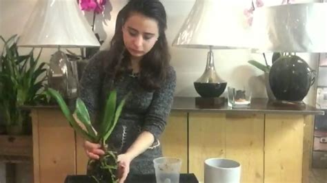 vlog  orchidee verzorgen youtube
