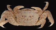 Afbeeldingsresultaten voor Sesarma reticulatum. Grootte: 186 x 100. Bron: www.marylandbiodiversity.com