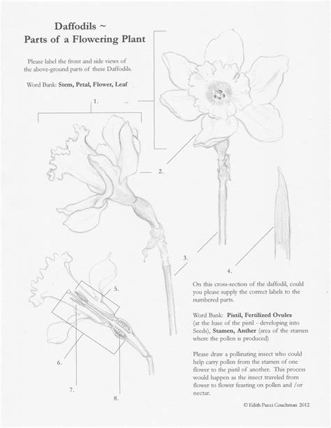 daffodil basic parts evolving beauty