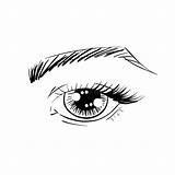 Eye Lashes Shadows Brows Outline Eyes Vector Illustration sketch template
