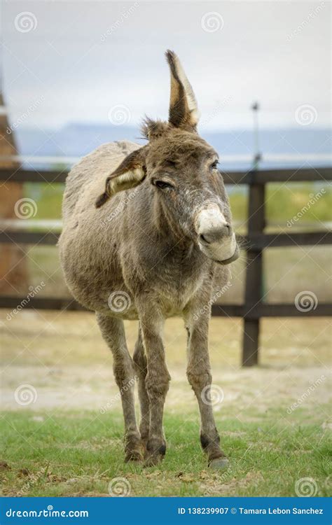 cute donkey shaking  ears stock image image  grass mammal