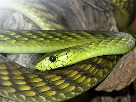 wildlife   world mamba snake images
