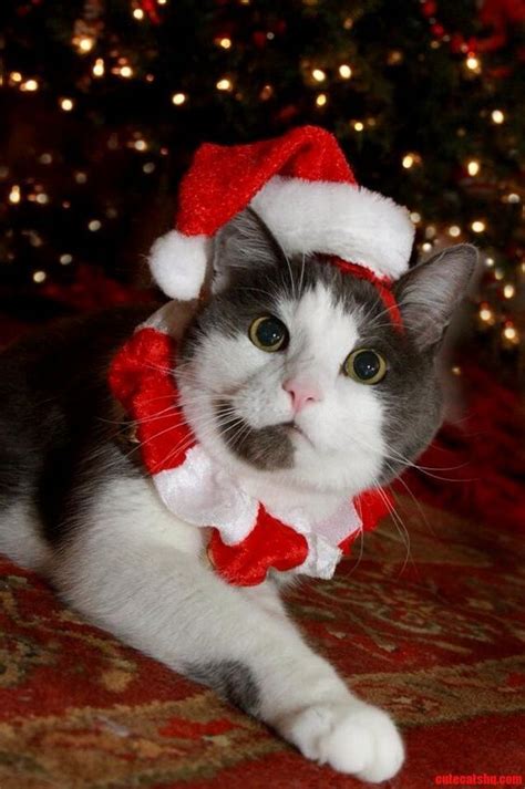 reasons  cat thinks christmas   percent   cattime
