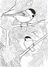 Chickadee Capped Willow sketch template
