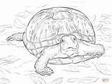 Coloring Turtle Realistic Box Pages Turtles Ornate Printable Drawing Life Terrapin sketch template