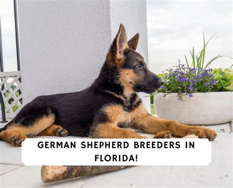 german shepherd breeders  florida   love doodles