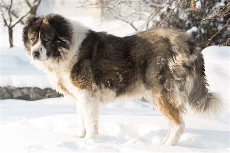 caucasian shepherd dog dog breed information