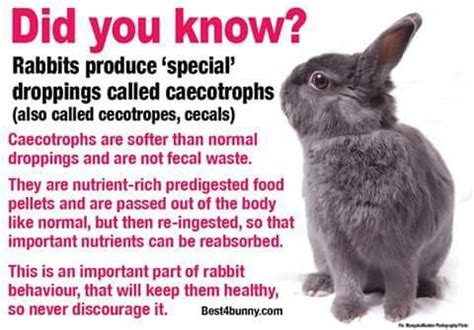 bunny facts bunny care raising rabbits rabbit care