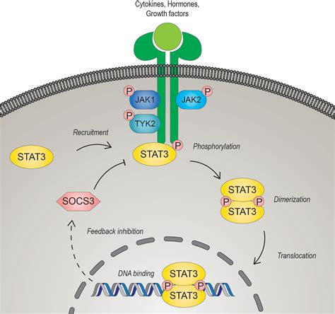 Frontiers The Multifaceted Role Of Stat3 In Nk Cell Tumor Surveillance