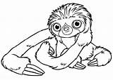 Sloth Croods Coloring Pages Belt Toed Three Cute Drawing Printable Color Easy Clipart Kids Colouring Sloths Baby Chimp Sheets Bear sketch template